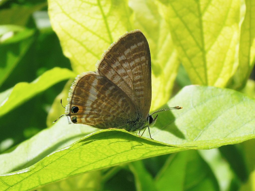 Lampides boeticus (Lycaenidae)